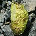 Neuroterus washingtonensis
