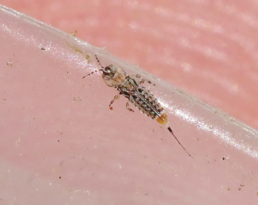 Neurothrips magnafemoralis - photo 2