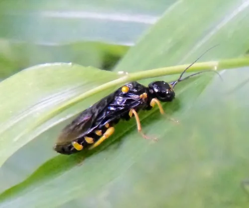 Cherry Webspinning Sawfly - Neurotoma edwardi