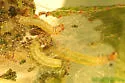 Plum Webspinning Sawfly
