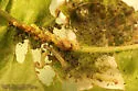 Plum Webspinning Sawfly - photo 2