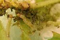 Plum Webspinning Sawfly - photo 3