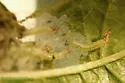 Plum Webspinning Sawfly - photo 4