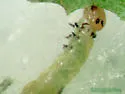 Plum Webspinning Sawfly - photo 5