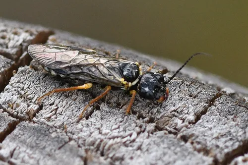Neurotoma nemoralis