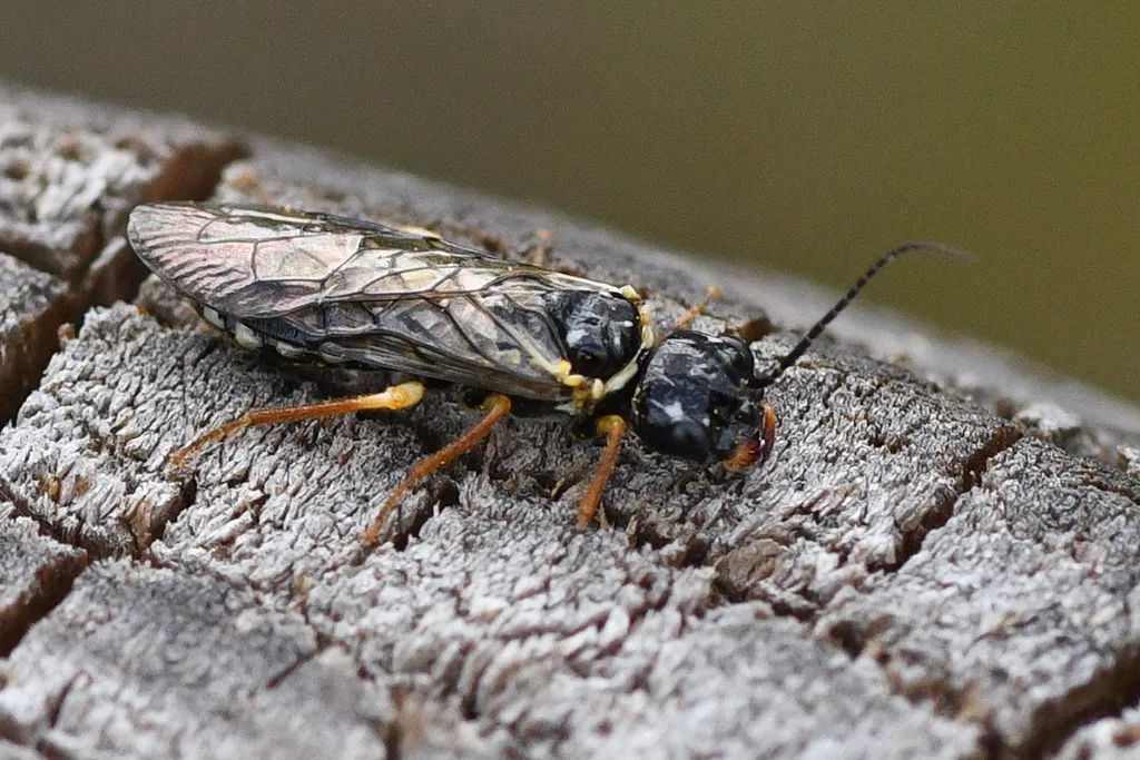 Neurotoma nemoralis - photo 2