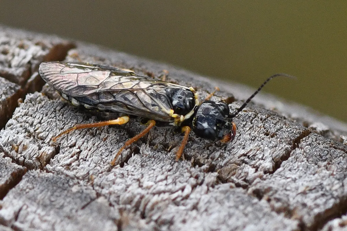 Neurotoma nemoralis - photo 3