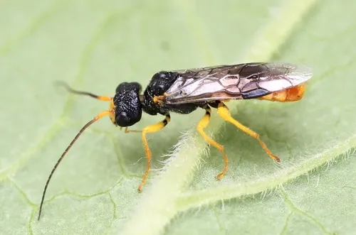 Social Pear Sawfly