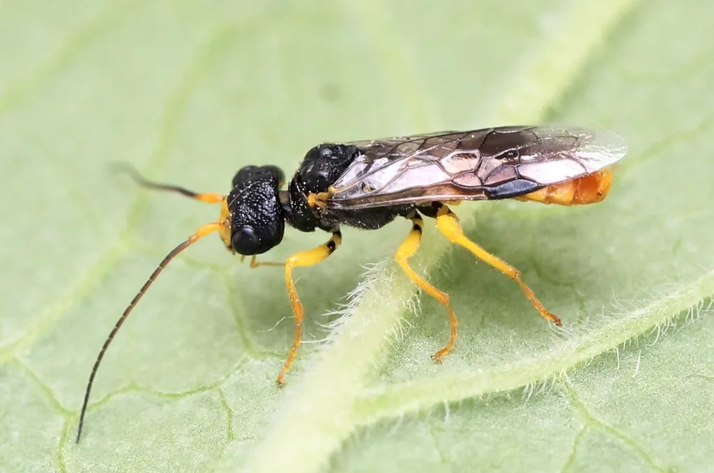 Social Pear Sawfly - photo 2