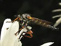 Nevadasilus auriannulatus