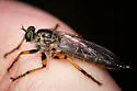 Nevadasilus auriannulatus - photo 4