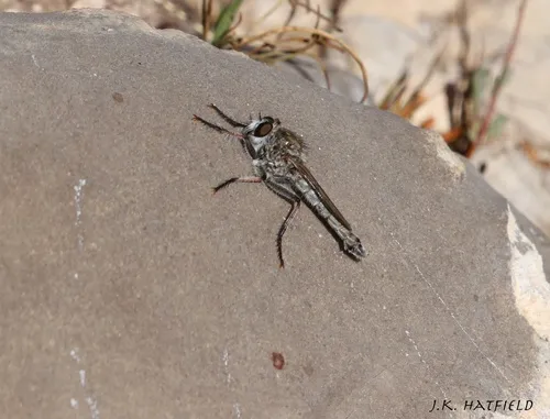 Nevadasilus blantoni - Nevadasilus blantoni