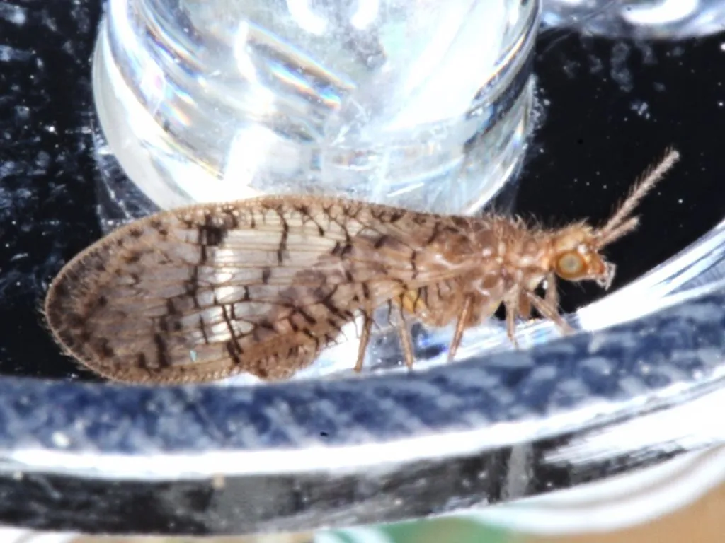 Nevrorthidae - photo 2