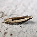 n. gen. n. sp. - Hodges#2251.97