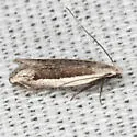 n. gen. n. sp. - Hodges#2251.97 - photo 2
