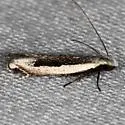 n. gen. n. sp. - Hodges#2251.97 - photo 4