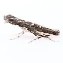 New-genus-near-neurobathra new-species - photo 5