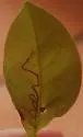 New-genus-on-chrysobalanus new-species-on-chrysobalanus
