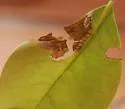 New-genus-on-chrysobalanus new-species-on-chrysobalanus - photo 2