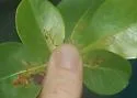 New-genus-on-chrysobalanus new-species-on-chrysobalanus - photo 4
