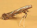 New-genus-on-dichanthelium new-species