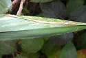 New-genus-on-dichanthelium new-species - photo 2