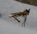 New-genus-on-dichanthelium new-species - photo 4
