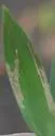 New-genus-on-dichanthelium new-species - photo 5