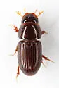 Nialaphodius nigrita - photo 2