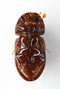 Nialaphodius nigrita - photo 3