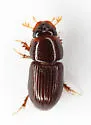 Nialaphodius nigrita - photo 4