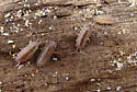 Niambia capensis