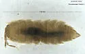Niambia capensis - photo 3