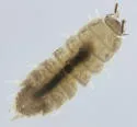 Niambia capensis - photo 5