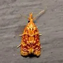 Niasoma metallicana - Hodges#3694