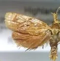 Niasoma metallicana - Hodges#3694 - photo 2