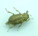 Nicagus obscurus - photo 2