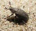 Nicagus obscurus - photo 3