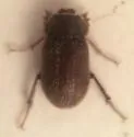 Nicagus obscurus - photo 4