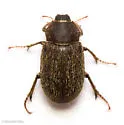 Nicagus obscurus - photo 5