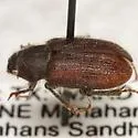 Nicagus occultus