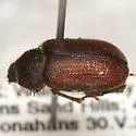 Nicagus occultus - photo 2