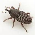 Nicentrus decipiens - Nicentrus decipiens