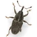 Nicentrus decipiens - photo 2