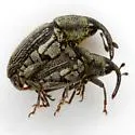 Nicentrus decipiens - photo 3