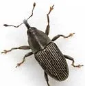 Nicentrus decipiens - photo 4