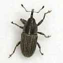 Nicentrus decipiens - photo 5