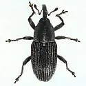 Nicentrus lecontei