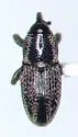 Nicentrus saccharinus - photo 2