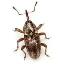 Nicentrus saccharinus - photo 4